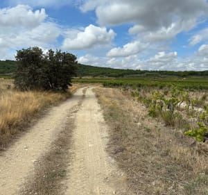 Paraza entre vignes et garrigue - Paraza - 4
