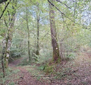 Boucle de la Glandée par Bois d'Uzo - Rontignon - 3