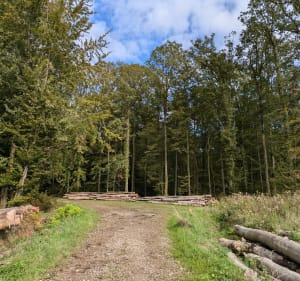 Forêt entre Hartzviller et Brouderdorff - Hartzviller - 5
