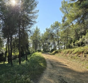 Prades-le-Lez., bois de Jacou - Assas - 4