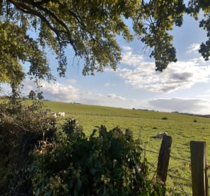 Parcours de santé de Chavanoz et les bois alentours - Charvieu-Chavagneux - 3