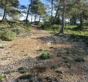 Bois de Gardanne - Aix-en-Provence - 3