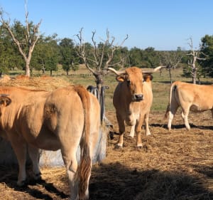 En campagne de Brenne, par le Bouchet et étang de Montiacre - Rosnay - 3