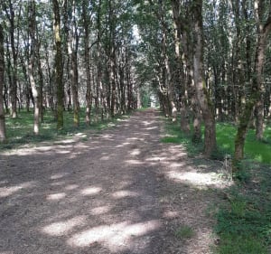 De la Gaub en passant par Les Landes Genusson - La Gaubretière - 3