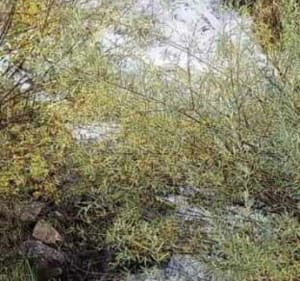 Les hauts de la Salle-les-Alpes / Chantemerle - La Salle-les-Alpes - 5