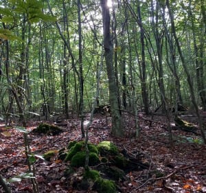 Les Larris - Anizy-le-Grand - 5
