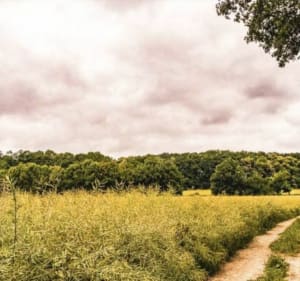 La Vallée du Sausseron - Butry-sur-Oise - 5