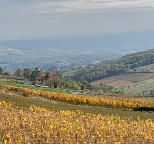 De Lacenas à Oingt - Lacenas - 5