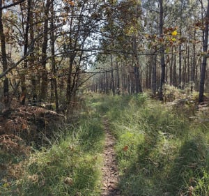 Balade en coeur de forêt - Saint-Médard-en-Jalles - 3