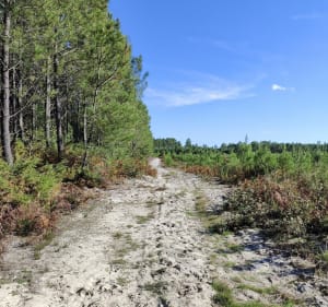 Balade en coeur de forêt - Saint-Médard-en-Jalles - 4