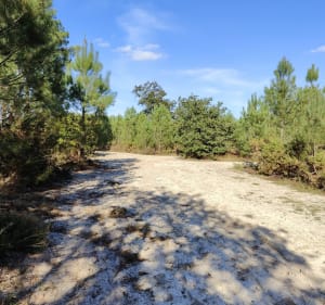 Balade en coeur de forêt - Saint-Médard-en-Jalles - 5