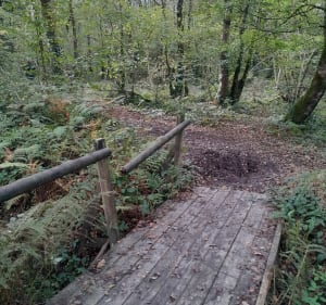 Balade dans la forêt domaniale de St-Sauveur - Saint-Sauveur-le-Vicomte - 3