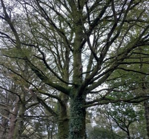 Balade dans la forêt domaniale de St-Sauveur - Saint-Sauveur-le-Vicomte - 4