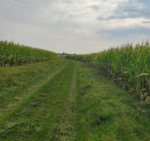 Pulligny - Dombasles sur Meurthe - Pulligny - 4