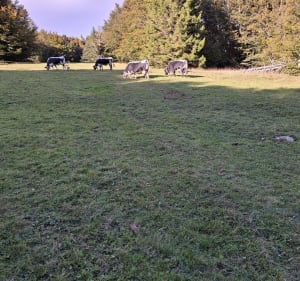 Près de la ferme du Grand Ballon - Soultz-Haut-Rhin - 5