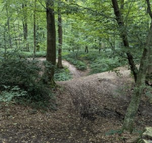 Forêt domaniale Arques-la-Bataille - Ancourt - 3