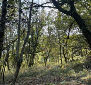Autour de Brenas , dans la forêt . Beaux paysages. - Brenas - 2