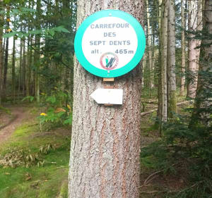 Petite balade en famille dans la forêt de Charémont - Frapelle - 4