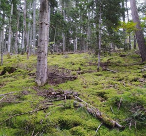 Boucle à Saint Jacques d'Ambur - Saint-Jacques-d'Ambur - 5