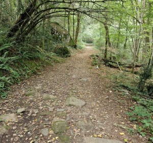 Entre Burlats et la cascade du saut de la truite - Burlats - 4