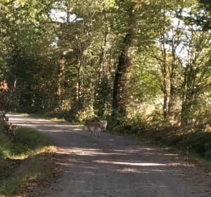 Boucle Fontenelles Brissoniėre Saint André d'Ornay - La Roche-sur-Yon - 3