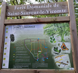 Forêt Domaniale de Saint-Sauveur - Saint-Sauveur-le-Vicomte - 4