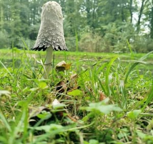 À la source de la Somme - Homblières - 4
