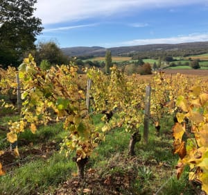 La Tournuscimes, au départ de Chardonnay - Chardonnay - 4