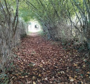 Sentier du baus à Cazavet - Cazavet - 4