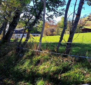 Entre forêts et alpages sous le Pic des Mémises - Thollon-les-Mémises - 4