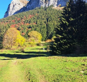 Entre forêts et alpages sous le Pic des Mémises - Thollon-les-Mémises - 3