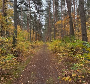 Pętla rezerwat przyrody Balczewo - Balczewo - 4