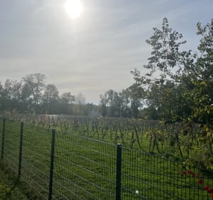 Découverte du Rebberg depuis la fonderie - Mulhouse - 4