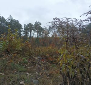 Spacer po lesie - Białystok - 4