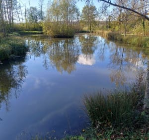 Sentier du Hautmont à Martigny-les-Bains - Martigny-les-Bains - 5