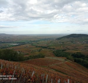 Boucle du Mont brouilly au mont Turvillon. - Odenas - 5