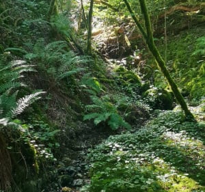 Les Gorges de la Vienne à Bussy Varache - Eymoutiers - 4