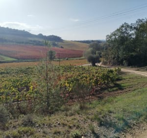 Le tour du Lauquet à partir de Leuc - Leuc - 4