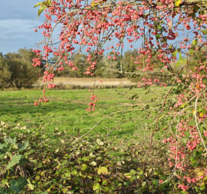 De Villeneuve aux étangs de Sainte-Olive - Villeneuve - 4