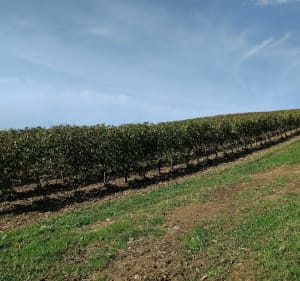 Balade sur les coteaux de Bougarber - Bougarber - 5