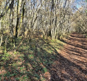 Dans les Bois de Vantoux, par Combe Grivot - Messigny-et-Vantoux - 4