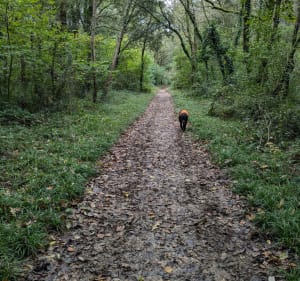 La forêt de Saint Gemme - Sainte-Gemme-la-Plaine - 4