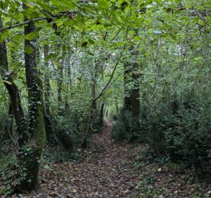 La forêt de Saint Gemme - Sainte-Gemme-la-Plaine - 5
