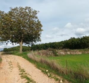 Rando de Compeyre, par le Bois de Quézaguet - Compeyre - 3