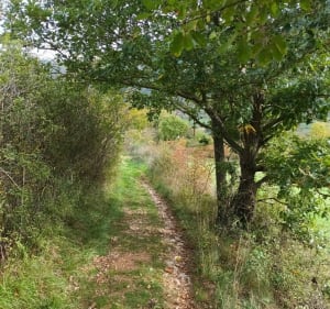 Rando de Compeyre, par le Bois de Quézaguet - Compeyre - 5