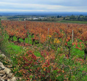 Au travers des vignobles de Pernand Vergelesses - Villers-la-Faye - 3