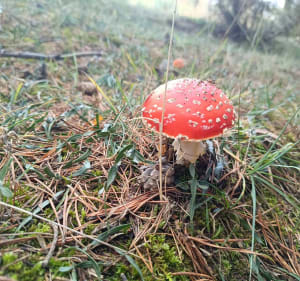 Boucle forestière Osseja Palau-de-Cerdagne - Osséja - 3