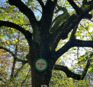 Boucle d'Hohengoeft, direction Wasselonne puis Marlenheim - Hohengœft - 5