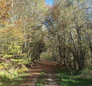 Boucle en forêt à Frohmuhl, par Grossmatt - Frohmuhl - 4