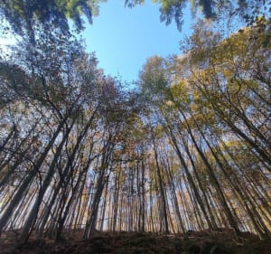 Boucle en forêt à Frohmuhl, par Grossmatt - Frohmuhl - 5